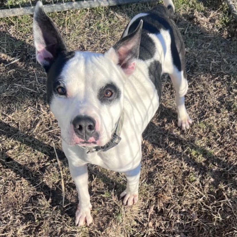 Domino