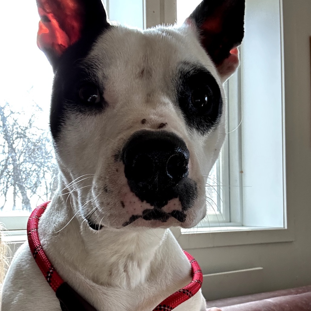 Domino