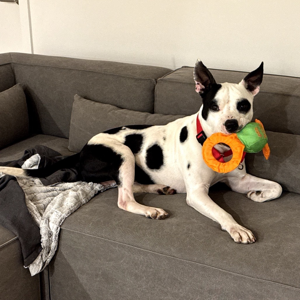 Domino