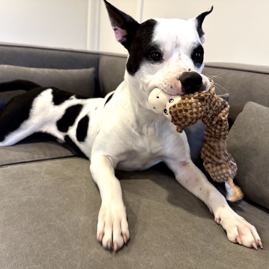 Domino