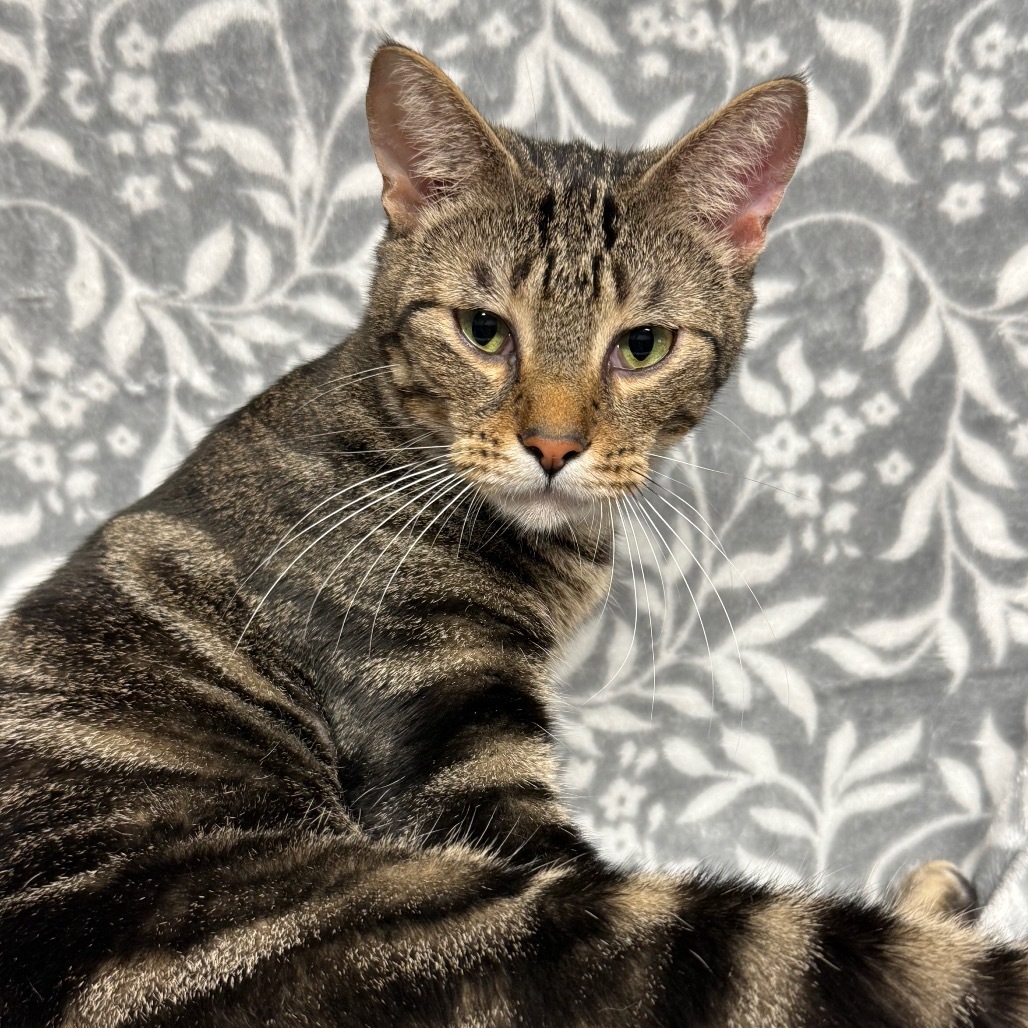 Joe, an adoptable Domestic Short Hair in Hackett, AR, 72937 | Photo Image 1