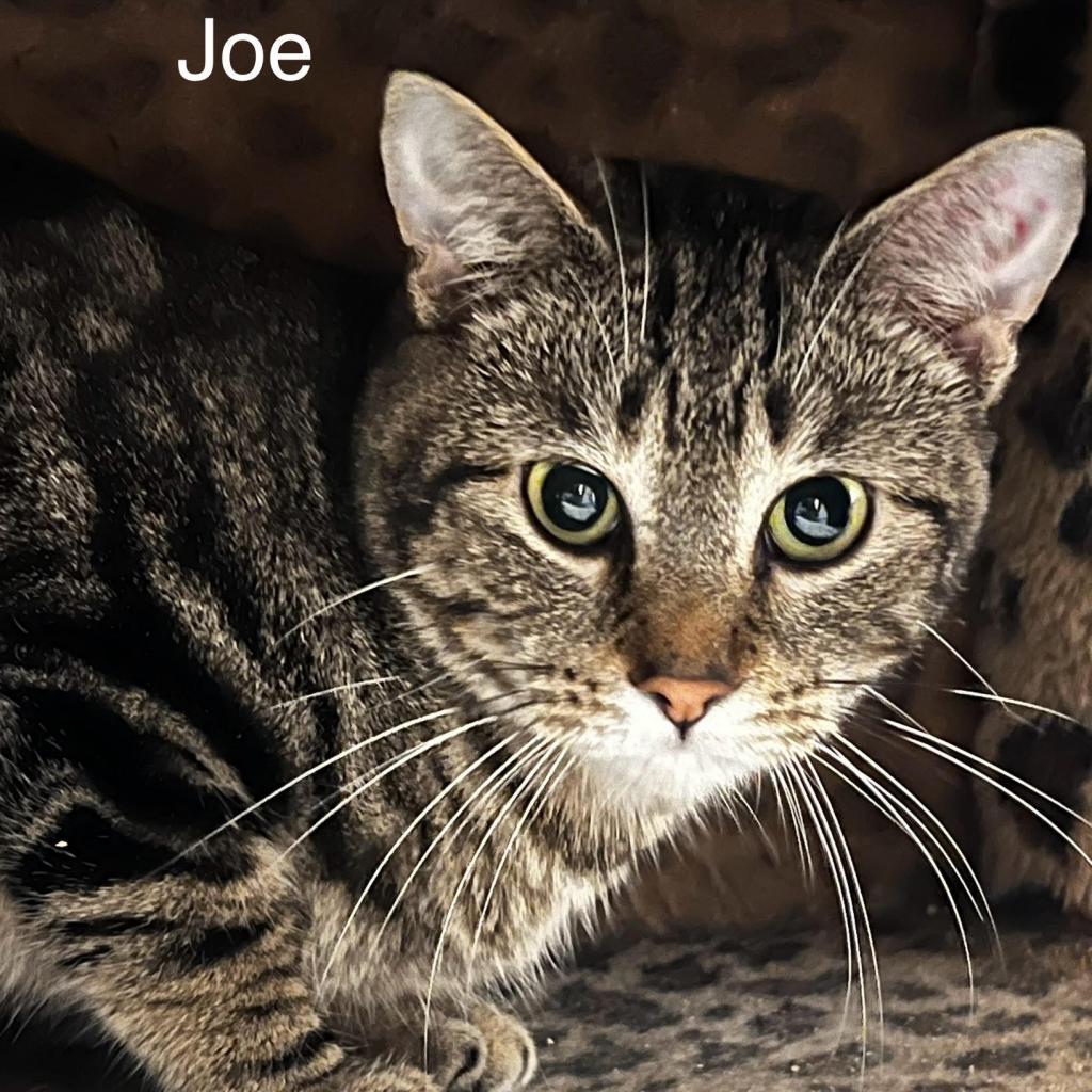 Joe