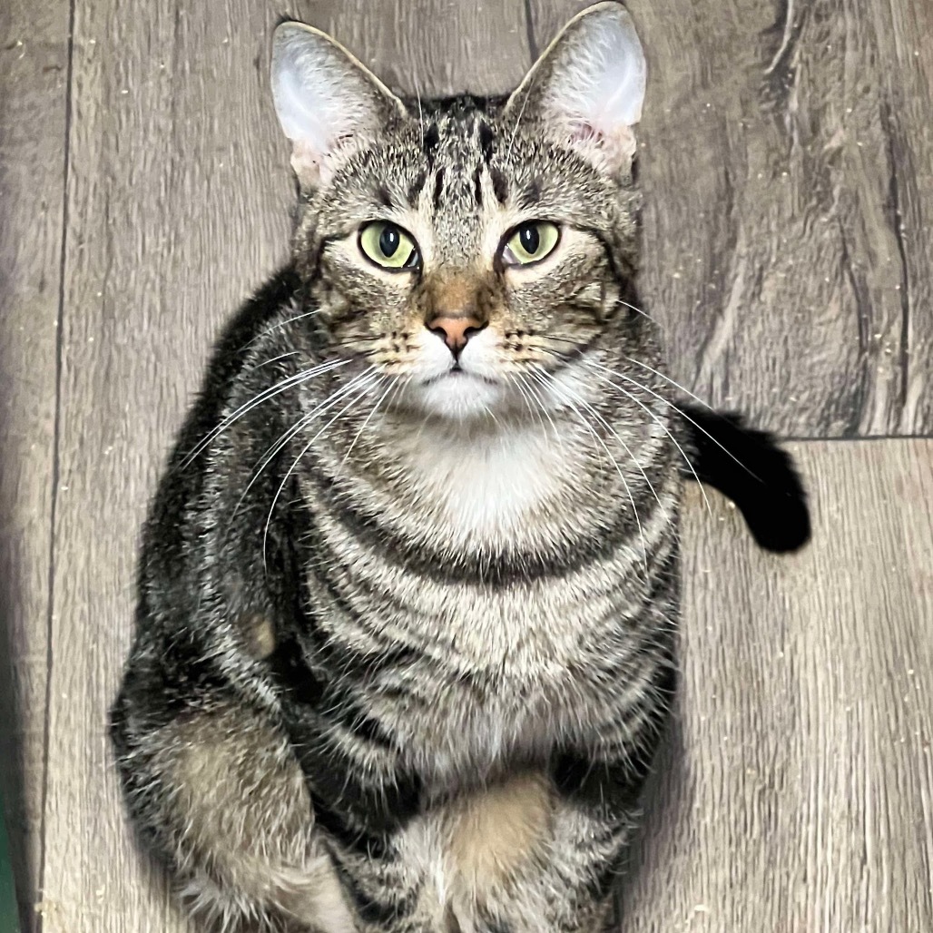 Joe, an adoptable Domestic Short Hair in Hackett, AR, 72937 | Photo Image 3