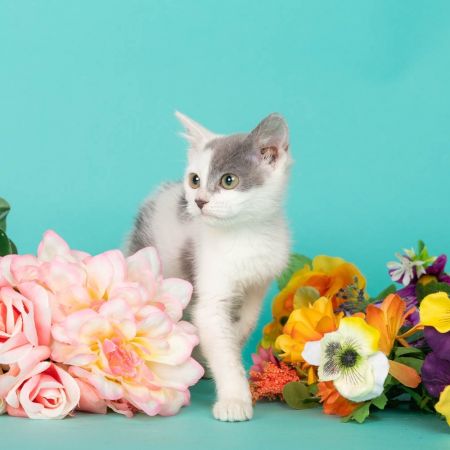 Chintz photo