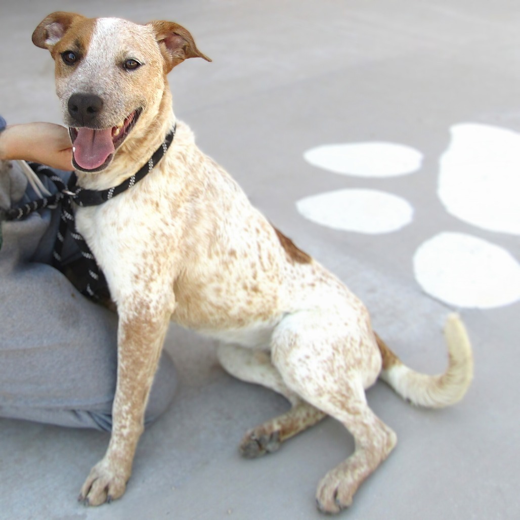 Champ, an adoptable Mixed Breed in Las Cruces, NM, 88012 | Photo Image 1