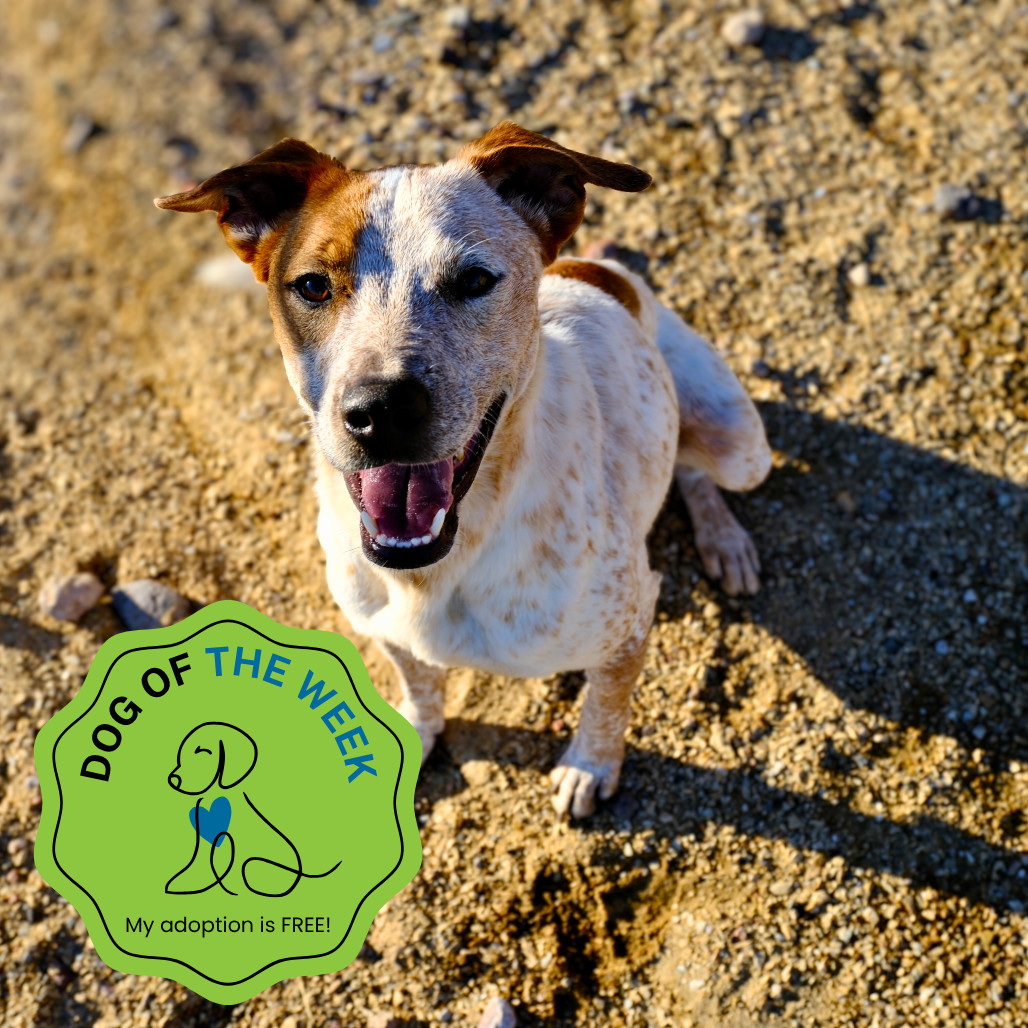 Champ, an adoptable Mixed Breed in Las Cruces, NM, 88012 | Photo Image 1