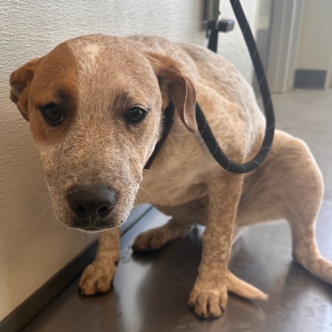 Champ, an adoptable Mixed Breed in Las Cruces, NM, 88012 | Photo Image 2