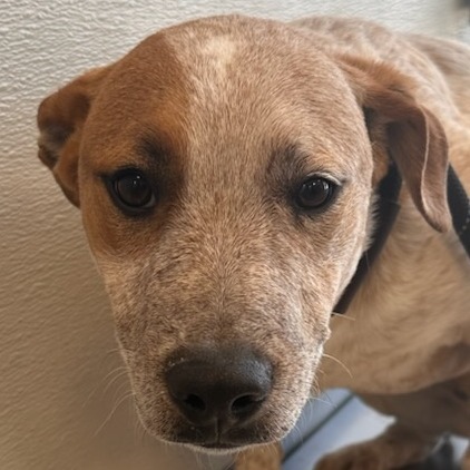 Champ, an adoptable Mixed Breed in Las Cruces, NM, 88012 | Photo Image 3