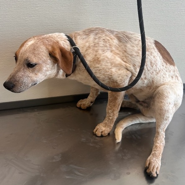 Champ, an adoptable Mixed Breed in Las Cruces, NM, 88012 | Photo Image 4