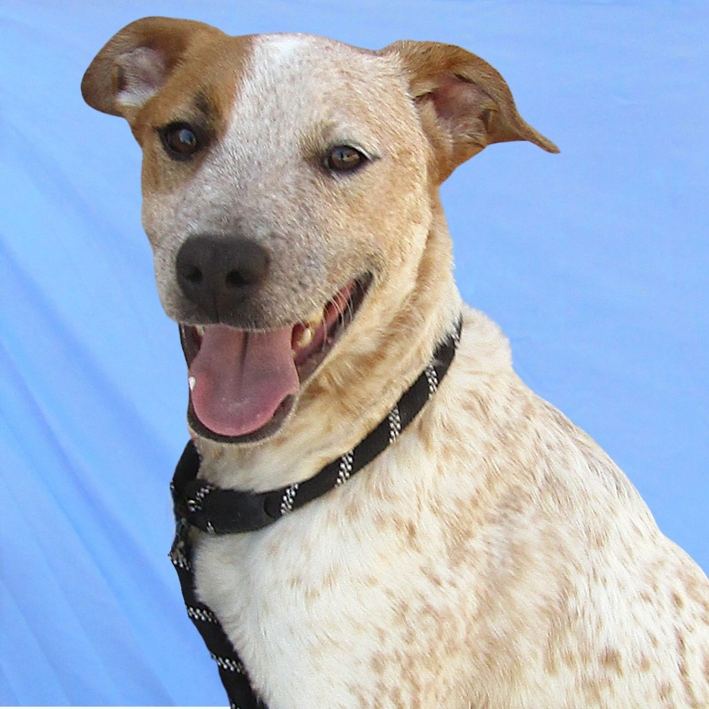 Champ, an adoptable Mixed Breed in Las Cruces, NM, 88012 | Photo Image 5