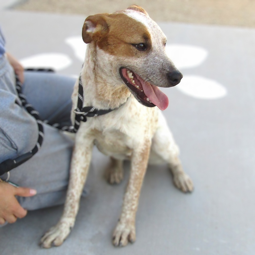 Champ, an adoptable Mixed Breed in Las Cruces, NM, 88012 | Photo Image 6