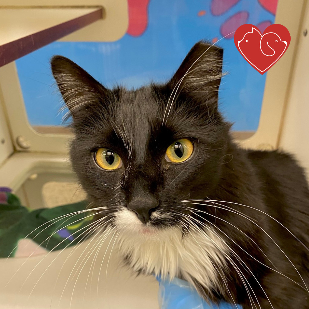 Han Solo, an adoptable Domestic Long Hair in Cheyenne, WY, 82007 | Photo Image 1