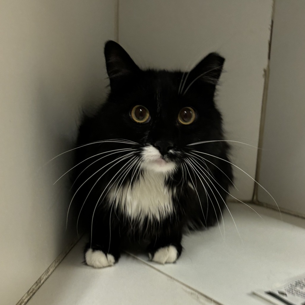 Han Solo, an adoptable Domestic Long Hair in Cheyenne, WY, 82007 | Photo Image 2