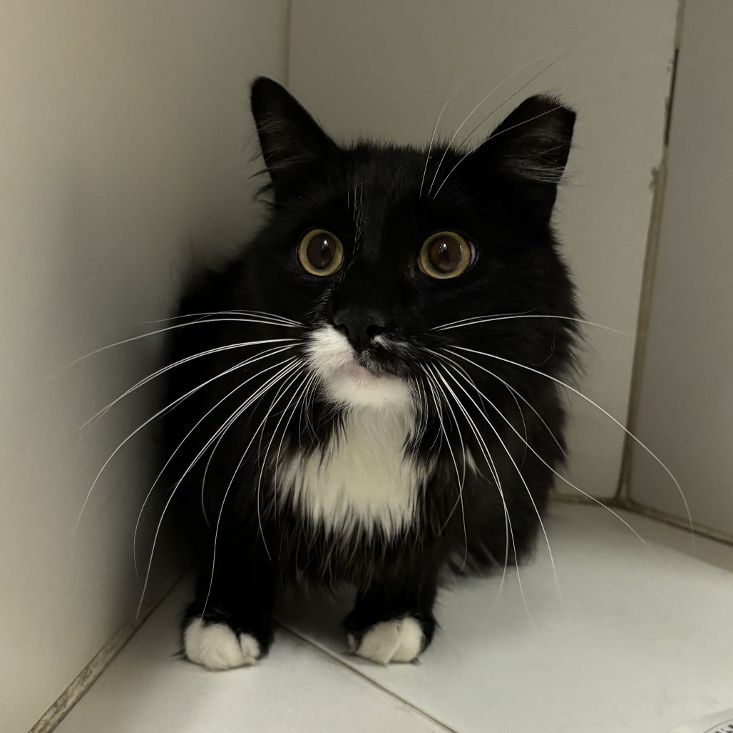 Han Solo, an adoptable Domestic Long Hair in Cheyenne, WY, 82007 | Photo Image 3