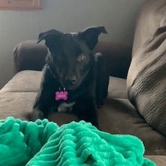 Kimber