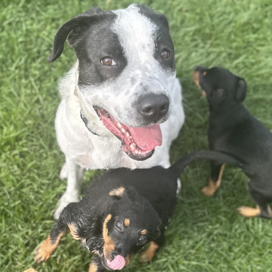 Lilo