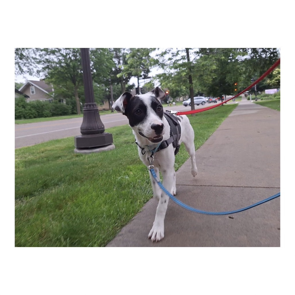 Snoop Dog
