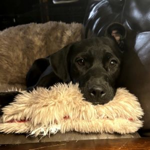 Everest, Young Female Black Labrador Retriever