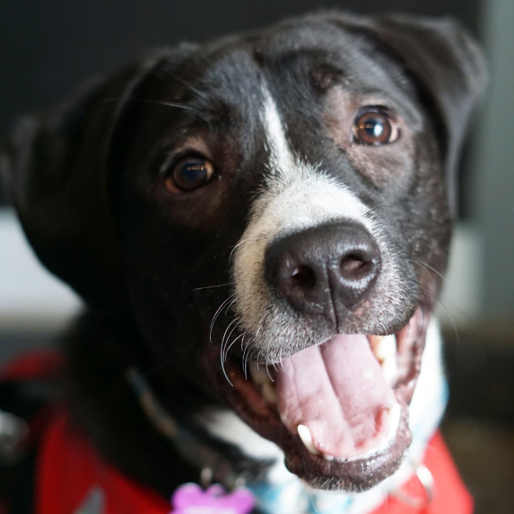 Otis