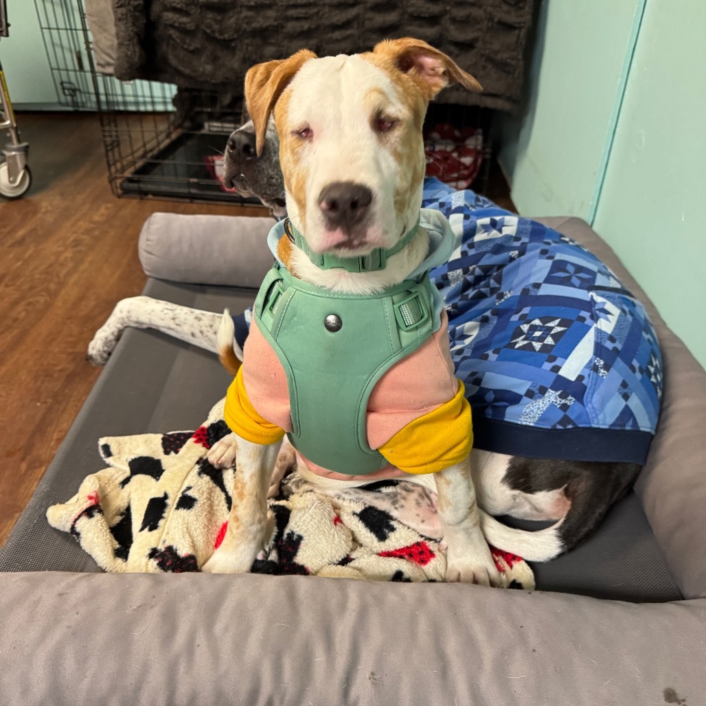 Petey