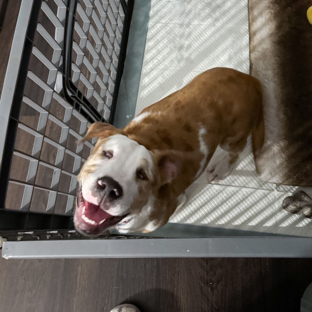 Petey