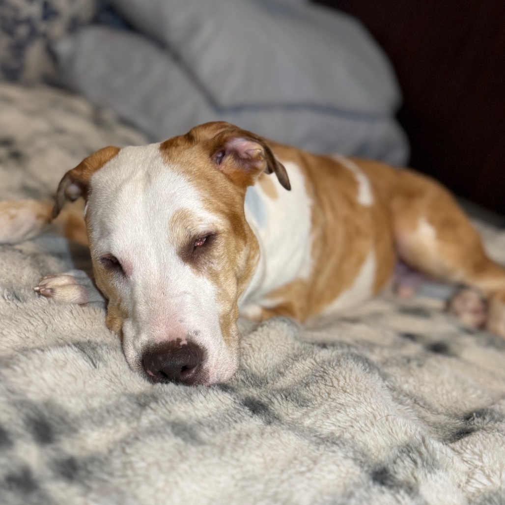 Petey