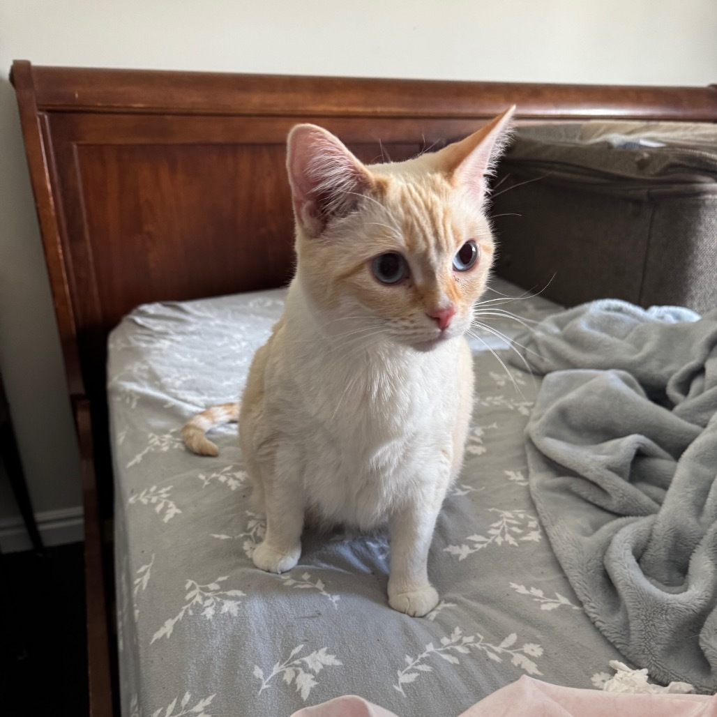 Luna, an adoptable Siamese, Snowshoe in Grantsville, UT, 84029 | Photo Image 1