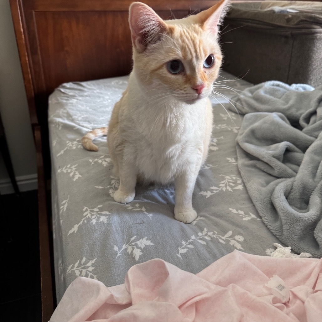 Luna, an adoptable Siamese, Snowshoe in Grantsville, UT, 84029 | Photo Image 2