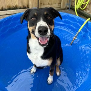 Kaia, Adult Female Australian Shepherd