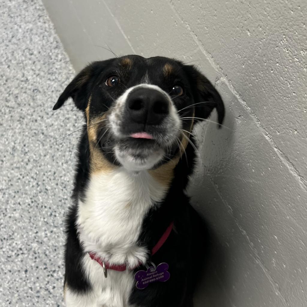 Kaia