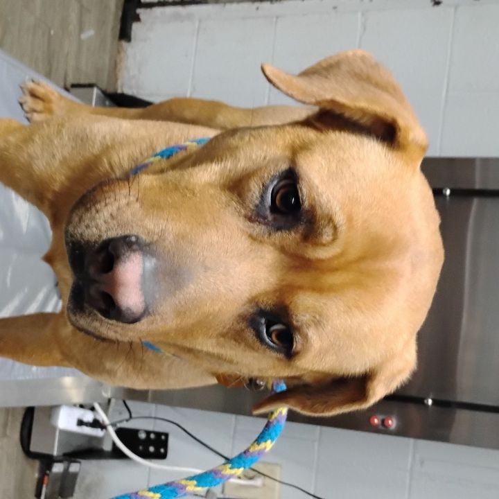 Dog for adoption - Caspian @ Foster, a Mixed Breed in Summerville, SC ...