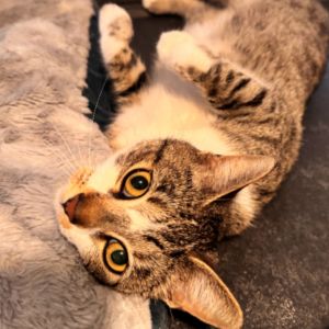 Meet Julieta the sweetest little girl who adores people and soaks up attention 