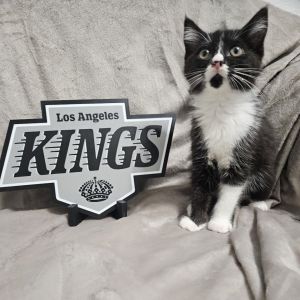 Bailey is an adorable kitten who stands out as the only girl of her litter That