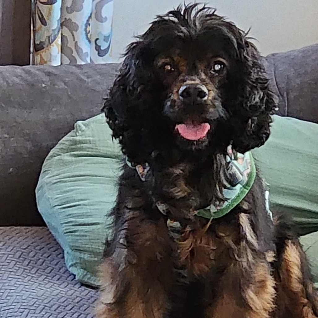 Moira, an adoptable Cocker Spaniel in Cloquet, MN, 55720 | Photo Image 2