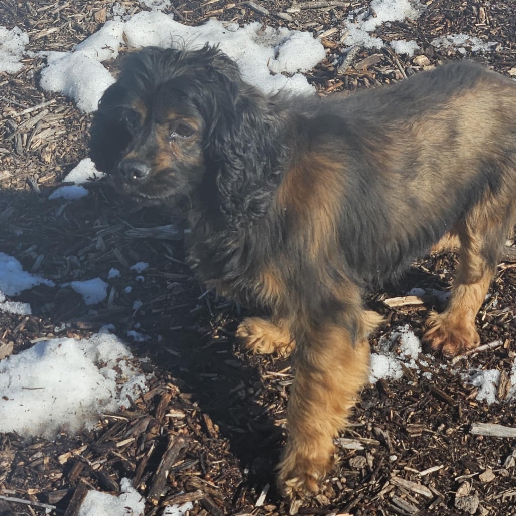 Moira, an adoptable Cocker Spaniel in Cloquet, MN, 55720 | Photo Image 4