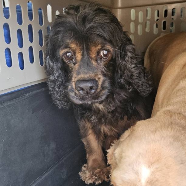Moira, an adoptable Cocker Spaniel in Cloquet, MN, 55720 | Photo Image 5