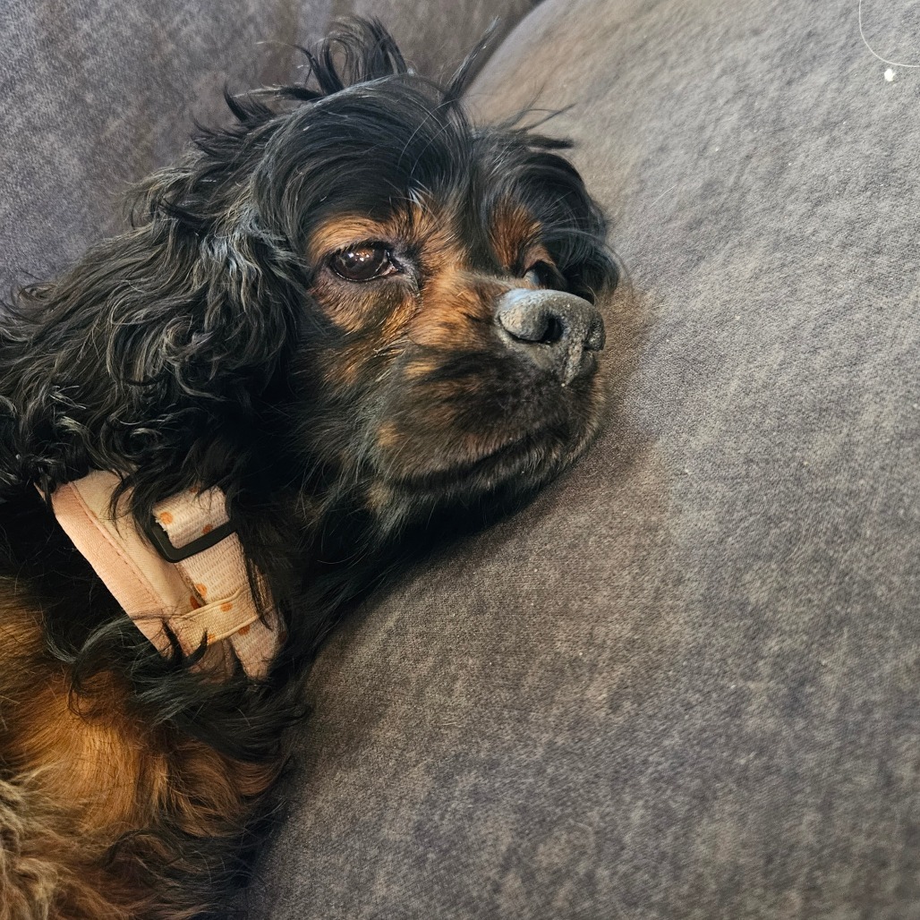 Moira, an adoptable Cocker Spaniel in Cloquet, MN, 55720 | Photo Image 6
