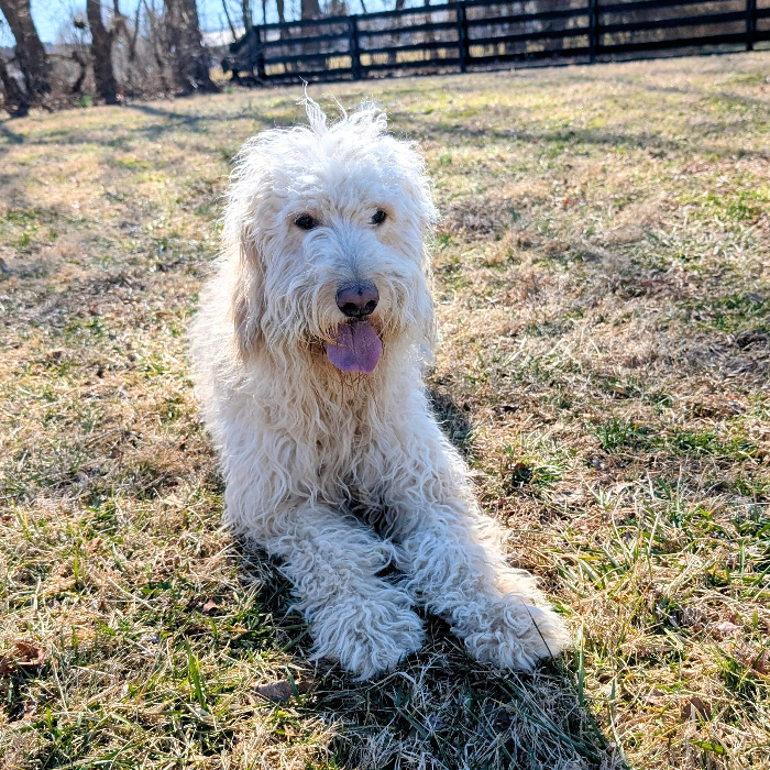 Marcy, an adoptable Goldendoodle in Louisville, KY, 40206 | Photo Image 1