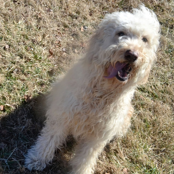 Marcy, an adoptable Goldendoodle in Louisville, KY, 40206 | Photo Image 2
