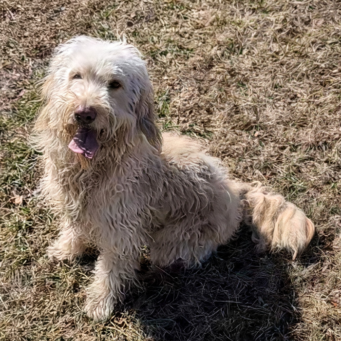 Marcy, an adoptable Goldendoodle in Louisville, KY, 40206 | Photo Image 3