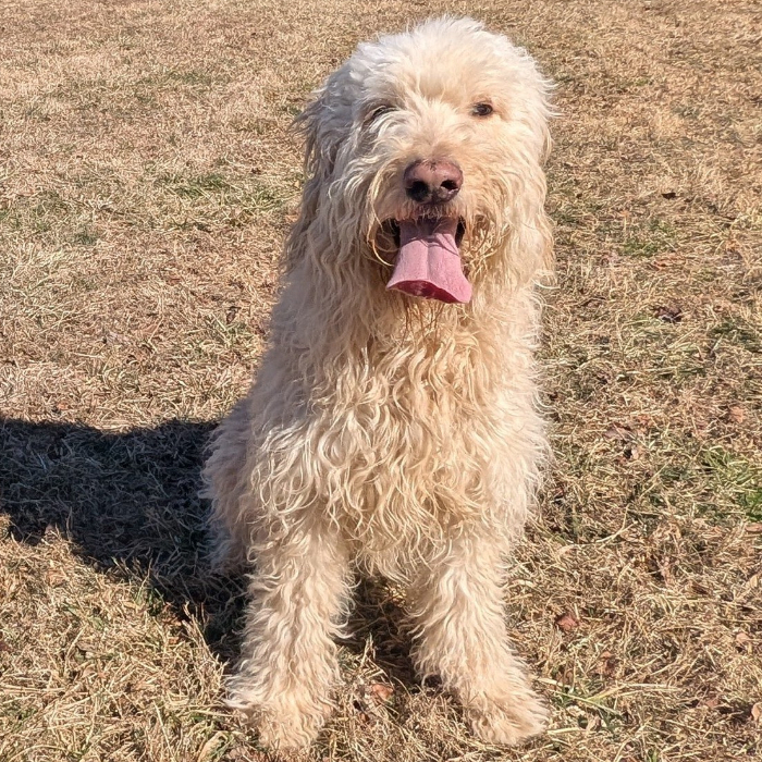 Marcy, an adoptable Goldendoodle in Louisville, KY, 40206 | Photo Image 4