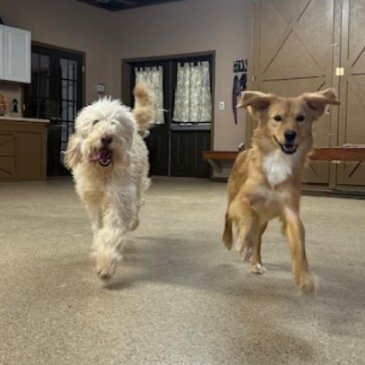 Marcy, an adoptable Goldendoodle in Louisville, KY, 40206 | Photo Image 5