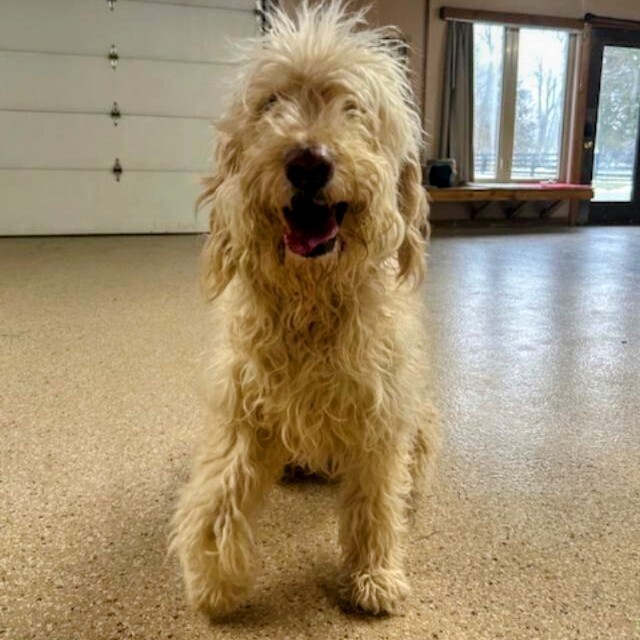 Marcy, an adoptable Goldendoodle in Louisville, KY, 40206 | Photo Image 6