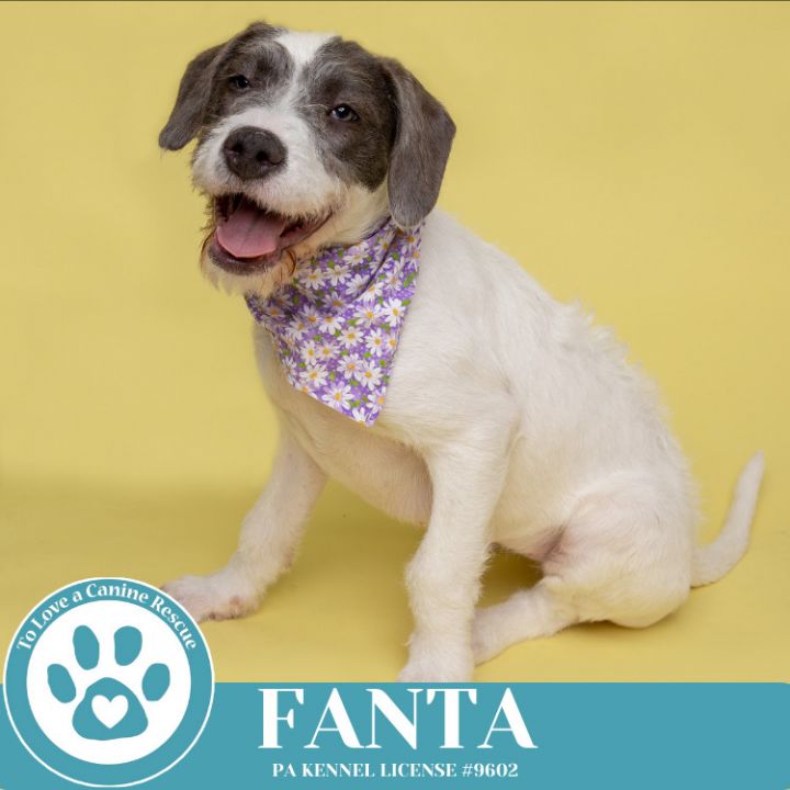 Fanta (The Soda Pops) 022225 1