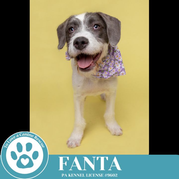 Fanta (The Soda Pops) 022225 2