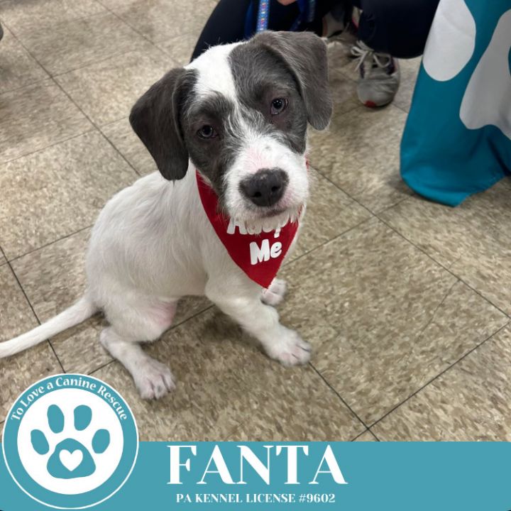 Fanta (The Soda Pops) 022225 4