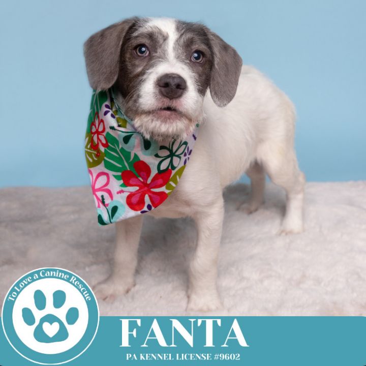 Fanta (The Soda Pops) 022225 5