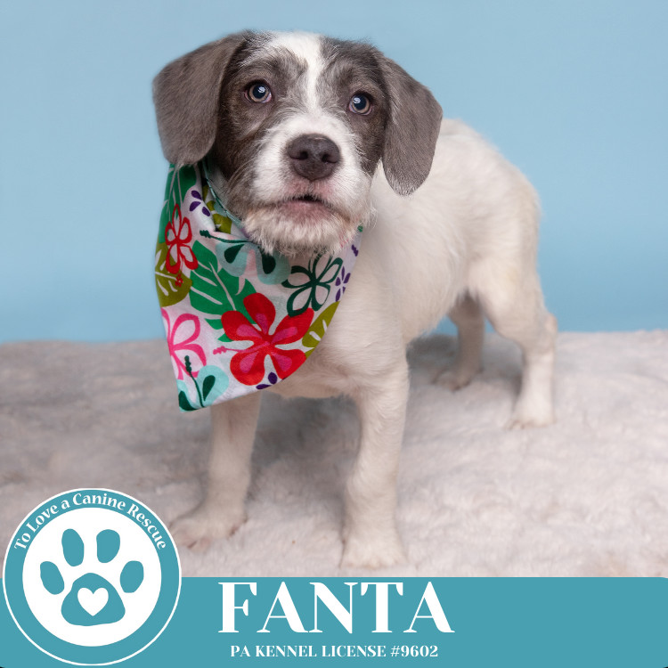 Fanta (The Soda Pops) 022225