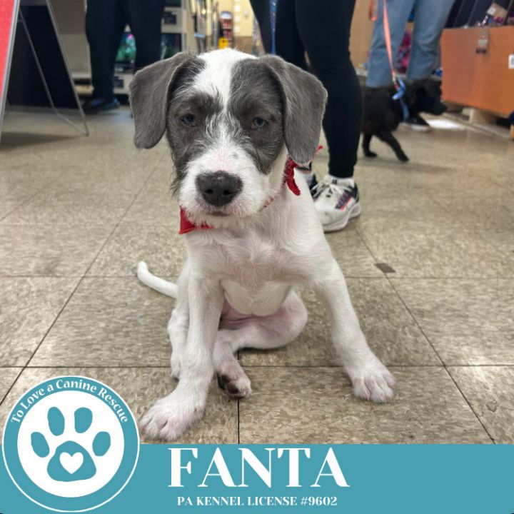 Fanta (The Soda Pops) 022225 6