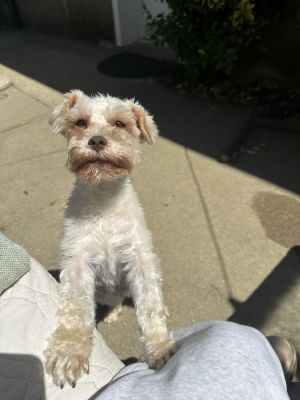Loreen - 5 years 7lbs MalteseShnazuer Mix Spayed Want to adopt Submit an adoption application a